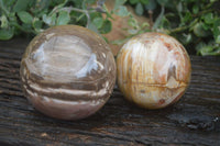 Polished Petrified Red Podocarpus Wood Spheres  x 2 From Madagascar - Toprock Gemstones and Minerals 