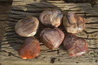 Polished Petrified Wood Hearts x 6 From Mahajanga, Madagascar