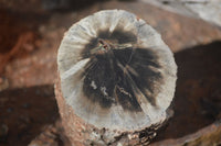 Polished Petrified Wood Branch Pieces x 3 From Gokwe, Zimbabwe