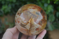 Polished Petrified Red Podocarpus Wood Spheres  x 2 From Madagascar - Toprock Gemstones and Minerals 