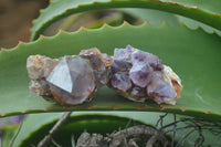 Natural Spirit Amethyst Quartz Crystals  x 24 From Boekenhouthoek, South Africa - Toprock Gemstones and Minerals 