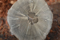 Polished Petrified Wood Branch Pieces x 3 From Gokwe, Zimbabwe