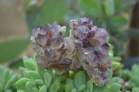 Natural Spirit Amethyst Quartz Crystals  x 24 From Boekenhouthoek, South Africa - Toprock Gemstones and Minerals 