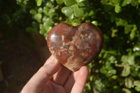 Polished Petrified Wood Hearts x 6 From Mahajanga, Madagascar