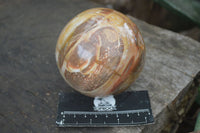 Polished Petrified Red Podocarpus Wood Spheres  x 2 From Madagascar - Toprock Gemstones and Minerals 