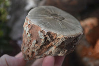 Polished Petrified Wood Branch Pieces x 3 From Gokwe, Zimbabwe