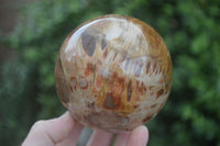 Polished Petrified Red Podocarpus Wood Spheres  x 2 From Madagascar - Toprock Gemstones and Minerals 