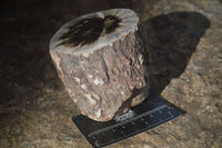 Polished Petrified Wood Branch Pieces x 3 From Gokwe, Zimbabwe