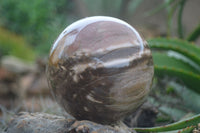 Polished Petrified Red Podocarpus Wood Spheres  x 2 From Madagascar - Toprock Gemstones and Minerals 