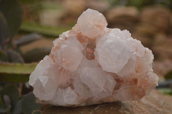 Natural Spirit Cactus Flower Quartz Clusters x 3 From Boekenhouthoek, South Africa