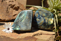 Polished Labradorite Standing Free Forms With Intense Blue & Gold Flash x 2 From Sakoany, Madagascar - TopRock