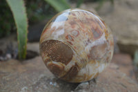 Polished Petrified Red Podocarpus Wood Spheres  x 2 From Madagascar - Toprock Gemstones and Minerals 