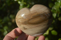 Polished Petrified Wood Hearts x 6 From Mahajanga, Madagascar