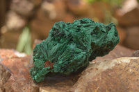 Natural Chatoyant Silky Malachite Specimens  x 5 From Kasompe, Congo - TopRock