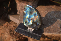 Polished Labradorite Standing Free Forms  x 6 From Tulear, Madagascar