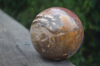 Polished Petrified Red Podocarpus Wood Spheres  x 2 From Madagascar - Toprock Gemstones and Minerals 