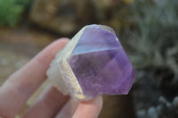 Natural Jacaranda Amethyst Specimens  x 6 From Mumbwa, Zambia - Toprock Gemstones and Minerals 