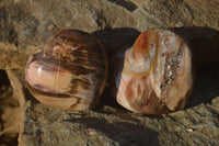 Polished Petrified Wood Hearts x 6 From Mahajanga, Madagascar