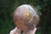 Polished Petrified Red Podocarpus Wood Spheres  x 2 From Madagascar - Toprock Gemstones and Minerals 