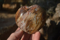 Polished Petrified Wood Hearts x 6 From Mahajanga, Madagascar