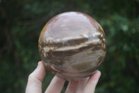 Polished Petrified Red Podocarpus Wood Spheres  x 2 From Madagascar - Toprock Gemstones and Minerals 