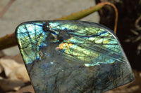 Polished Labradorite Standing Free Forms With Intense Blue & Gold Flash x 2 From Sakoany, Madagascar - TopRock