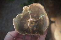 Polished Petrified Wood Branch Pieces  x 3 From Gokwe, Zimbabwe - Toprock Gemstones and Minerals 