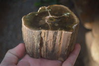 Polished Petrified Wood Branch Pieces  x 3 From Gokwe, Zimbabwe - Toprock Gemstones and Minerals 