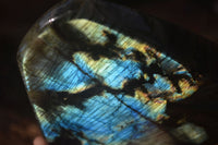 Polished Extra Large Labradorite Standing Free Form  x 1 From Tulear, Madagascar