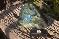 Polished Extra Large Labradorite Standing Free Form  x 1 From Tulear, Madagascar