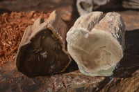 Polished Petrified Wood Branch Pieces  x 3 From Gokwe, Zimbabwe - Toprock Gemstones and Minerals 