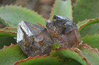 Natural Royal Zulu Window Amethyst Crystals x 12 From, South Africa