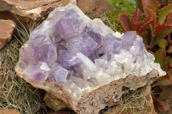 Natural Large Jacaranda Amethyst Cluster x 1 From Mumbwa, Zambia - TopRock