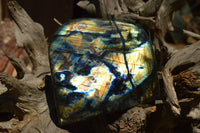 Polished Labradorite Standing Free Forms With Intense Blue & Gold Flash x 2 From Sakoany, Madagascar - TopRock