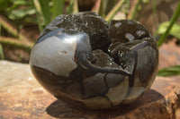 Polished Septerye Sauvage "Dragons Egg" x 1 From Mahajanga, Madagascar - TopRock