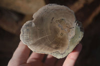 Polished Petrified Wood Branch Pieces  x 3 From Gokwe, Zimbabwe - Toprock Gemstones and Minerals 