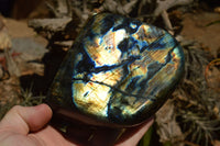 Polished Labradorite Standing Free Forms With Intense Blue & Gold Flash x 2 From Sakoany, Madagascar - TopRock