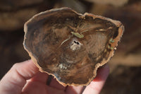 Polished Petrified Wood Branch Pieces  x 3 From Gokwe, Zimbabwe - Toprock Gemstones and Minerals 