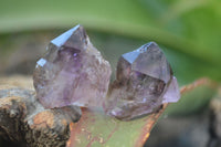 Natural Single Smokey Amethyst Crystals  x 20 From Chiredzi, Zimbabwe - Toprock Gemstones and Minerals 