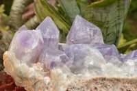 Natural Large Jacaranda Amethyst Cluster x 1 From Mumbwa, Zambia - TopRock