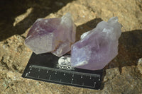 Natural Jacaranda Amethyst Crystals x 12 From Mumbwa, Zambia