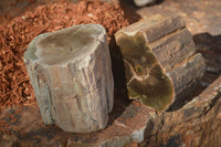 Polished Petrified Wood Branch Pieces  x 3 From Gokwe, Zimbabwe - Toprock Gemstones and Minerals 