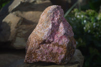 Natural Rough Rhodonite Specimens x 3 From Zimbabwe