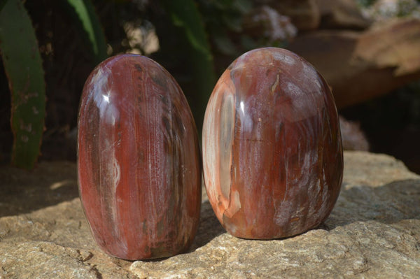 Polished Red Podocarpus Petrified Wood Standing Free Forms x 2 From Mahajanga, Madagascar