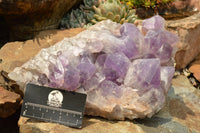 Natural Large Jacaranda Amethyst Cluster x 1 From Mumbwa, Zambia - TopRock