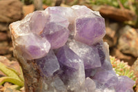 Natural Large Jacaranda Amethyst Cluster x 1 From Mumbwa, Zambia - TopRock