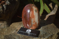 Polished Red Podocarpus Petrified Wood Standing Free Forms x 2 From Mahajanga, Madagascar