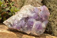 Natural Large Jacaranda Amethyst Cluster x 1 From Mumbwa, Zambia - TopRock