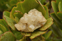 Natural Golden Limonite / Lemonite Quartz Clusters With Goethite Inclusions In Some  x 12 From Mwinilunga, Zambia - TopRock