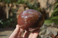 Polished Red Podocarpus Petrified Wood Standing Free Forms x 2 From Mahajanga, Madagascar